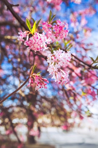 Sakura-bloem in Denemarken