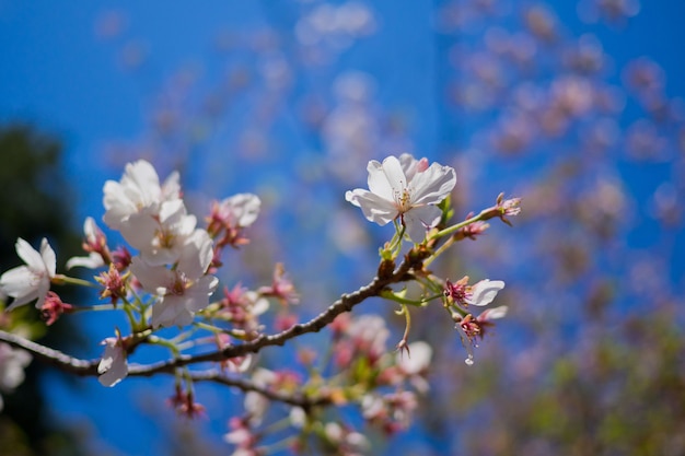 Sakura bloem in japan, natuur achtergrond,