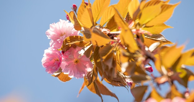 Sakura bloem op hemelachtergrond close-up