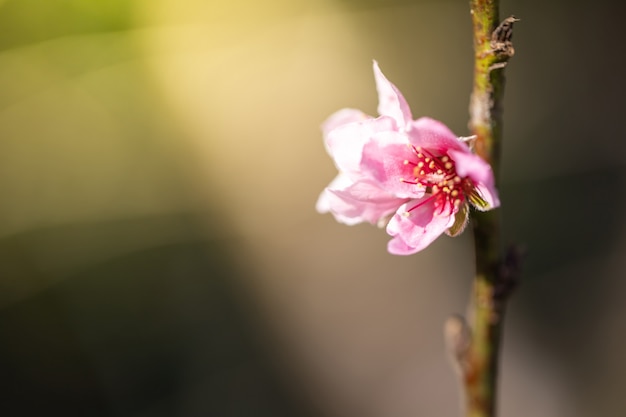 Sakura bloemen bloeien bloesem in Chiang Mai, Thailand,