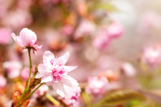 Sakura bloemen bloeien in de tuin op een onscherpe achtergrond met zachte bokeh Copyspace