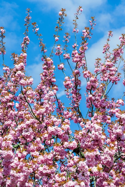 Sakura bloemen bloeien Mooie roze kersenbloesem