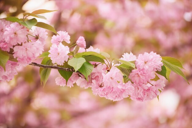 Sakura bloemen bloeien