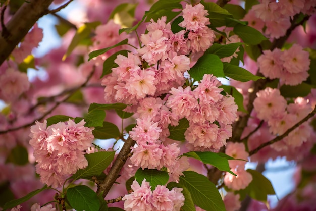 Sakura bloemen bloeien