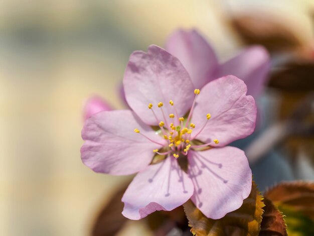 Sakura-bloemen die in de lente in Japan bloeien. Lente bloem achtergrond. De eerste sleutelbloemen in de lentezon.