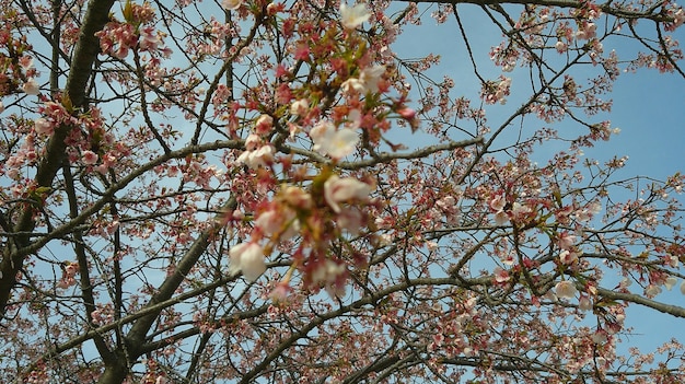 Sakura bloemen schoonheid van de natuur