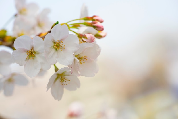 sakura bloemen