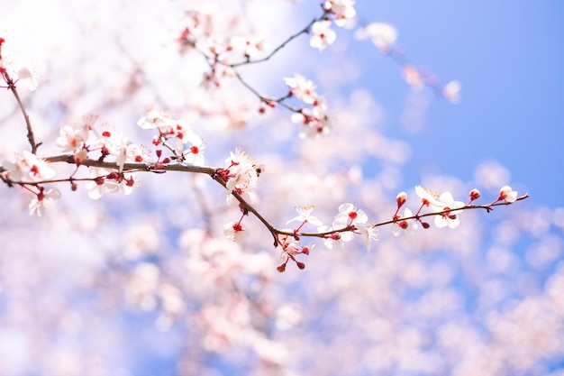 Sakura bloesem in de lente. Gevoelige tak van kersen met witte bloemen tegen de achtergrond van de lucht met wolken.
