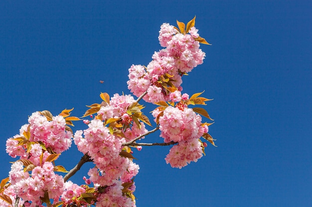 Sakura bloesem Sakura takken tegen de blauwe hemel close-up