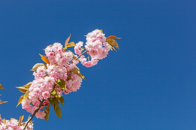 Sakura bloesem sakura takken tegen de blauwe lucht close-up