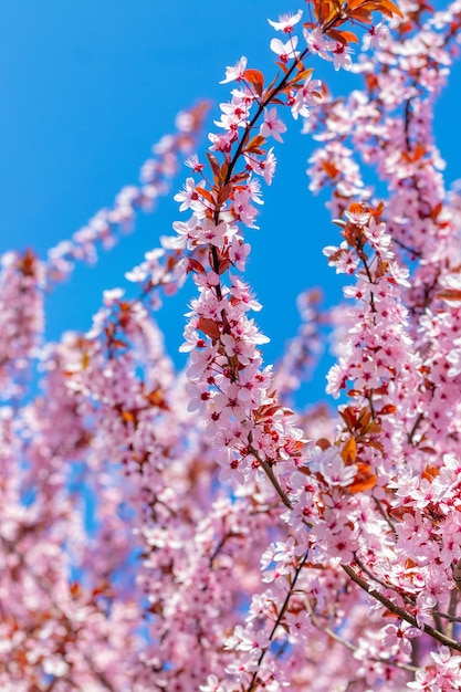 Sakura bloesem Tak van sakura met roze bloemen tegen de achtergrond van blauwe lucht en zonnig weer