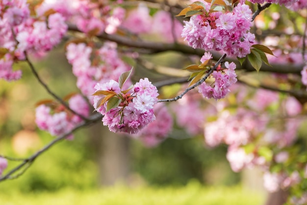 Sakura bloesem takken op groene vervaagde achtergrond Bloeiende kersenboom met delicate roze bloemen
