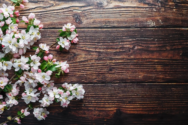 Sakura blooming on dark rustic wood