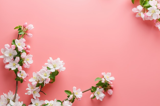 Sakura blooming, spring flowers on pink