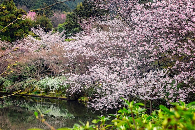 Sakura blossom in the park with a pond