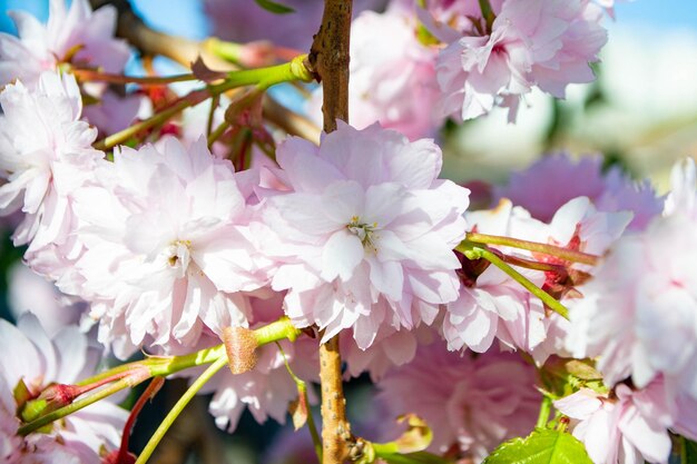 桜の花 ピンクの日本の桜の花が 春の背景にぼやけています