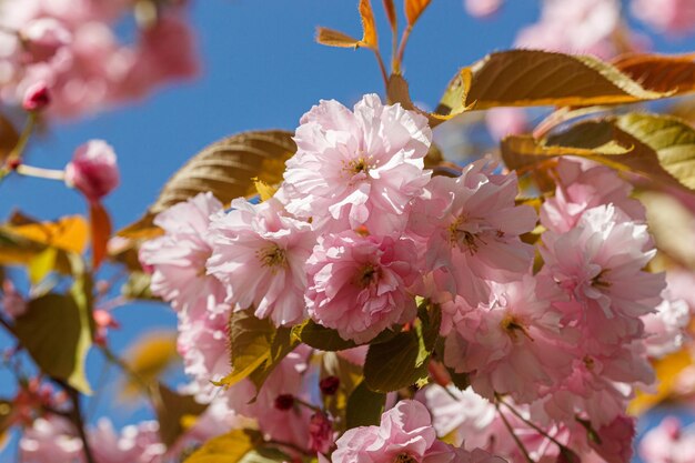 Sakura blossom sakura branches against the blue sky closeup