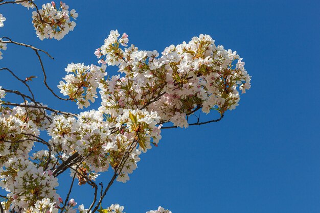 Сакура цветет ветки сакуры на фоне голубого неба крупным планом