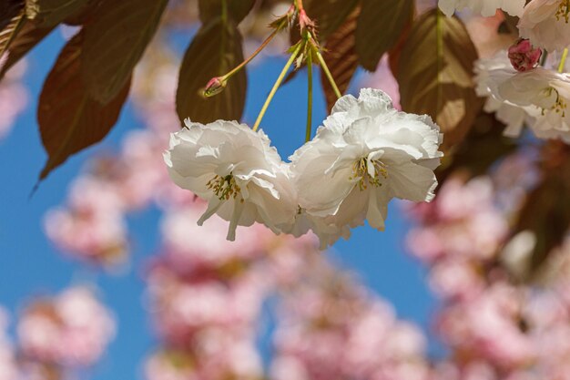 桜の花 桜の枝が青い空に近づいて