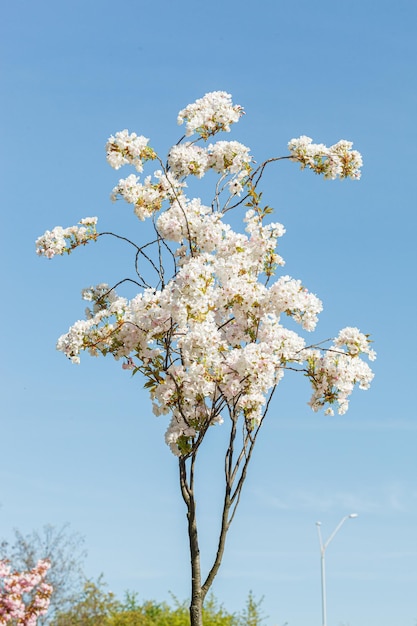 桜の花 桜の枝が青い空に近づいて