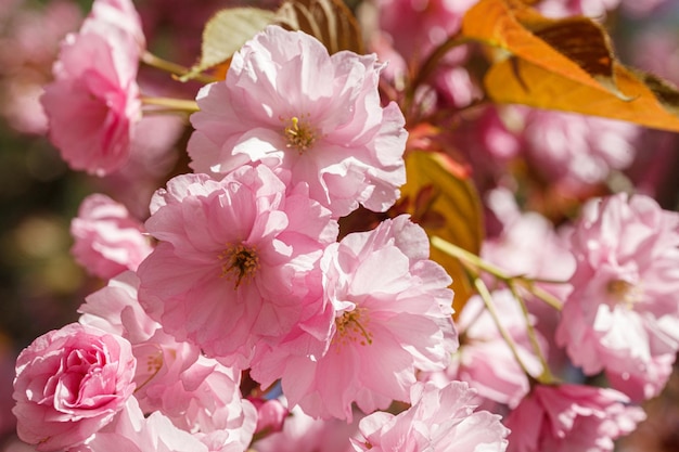 青空のクローズアップを背景に桜の花、桜の枝