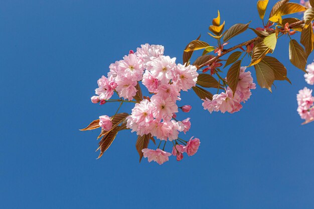 Sakura blossom sakura branches against the blue sky closeup