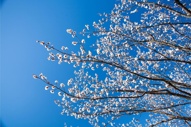 Sakura blossom tree and blue sky