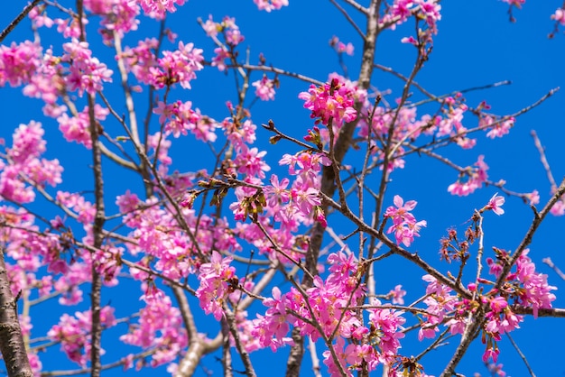 春の間に青い空と枝に桜の花