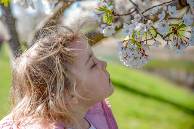 さくらの花。女の子は日本の桜の香りを楽しんでいます。春に日本で桜が咲きます。