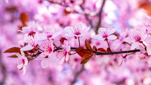 桜の花 ピンクの色調の木にピンクの桜の花