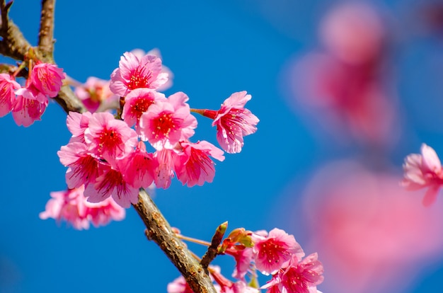 Sakura blue background Angkhang Chiang Mai Thailand