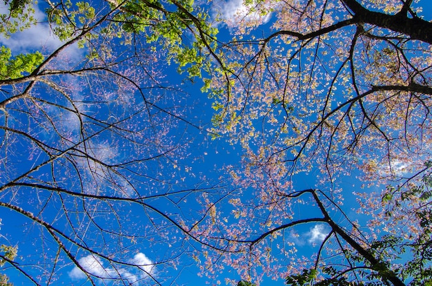 Sakura blue background Angkhang Chiang Mai Thailand