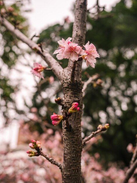 sakura bomen roze kersenbloesem