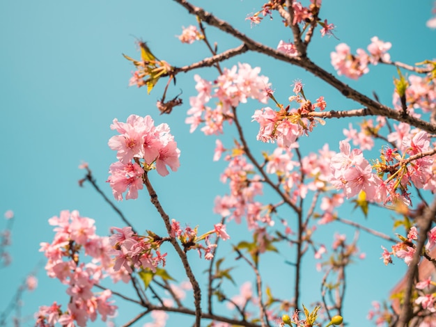 sakura bomen roze kersenbloesem