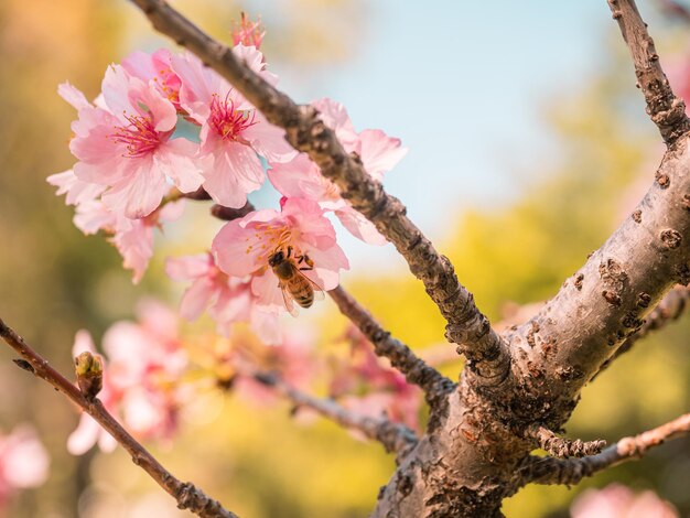 sakura bomen roze kersenbloesem