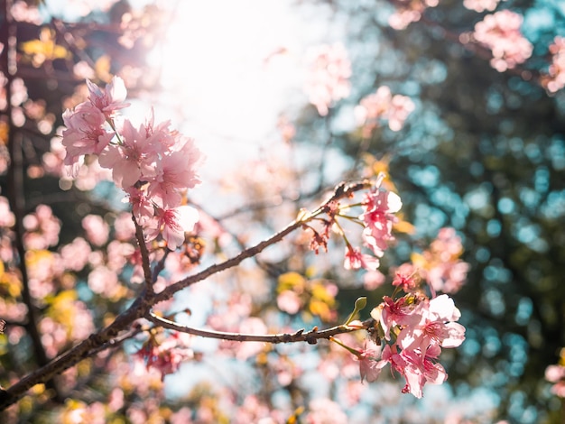 sakura bomen roze kersenbloesem