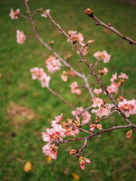 sakura bomen roze kersenbloesem