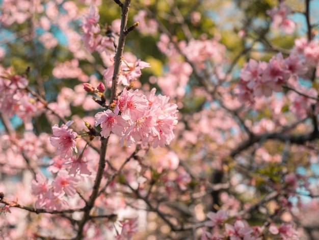 sakura bomen roze kersenbloesem