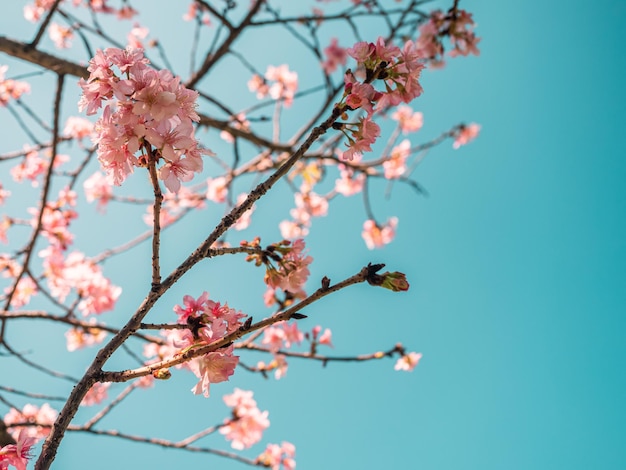 sakura bomen roze kersenbloesem