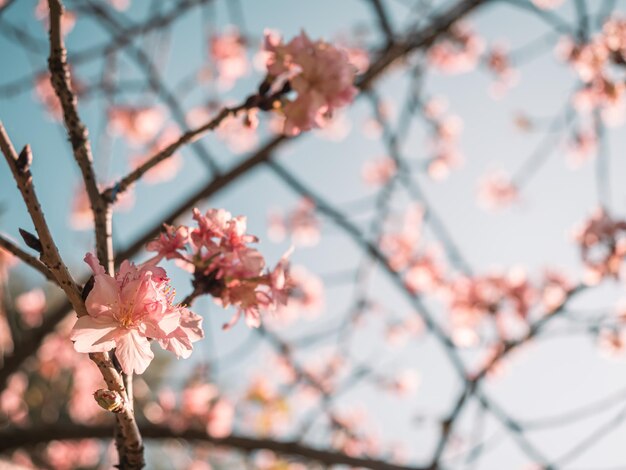 sakura bomen roze kersenbloesem