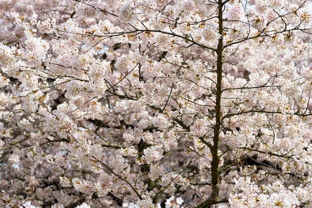 Sakura boom bloem bloeiende natuur achtergrond in de lente