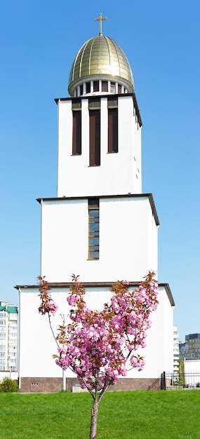 Sakura-boom in de buurt van de Geboortekerk van de Heilige Maagd Maria .Sykhiv .Lviv. Oekraïne