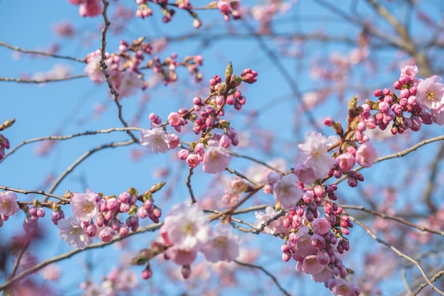 Sakura-boom tijdens het lenteseizoen Kersenbloesem bloeien