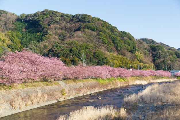 Foto sakura boom