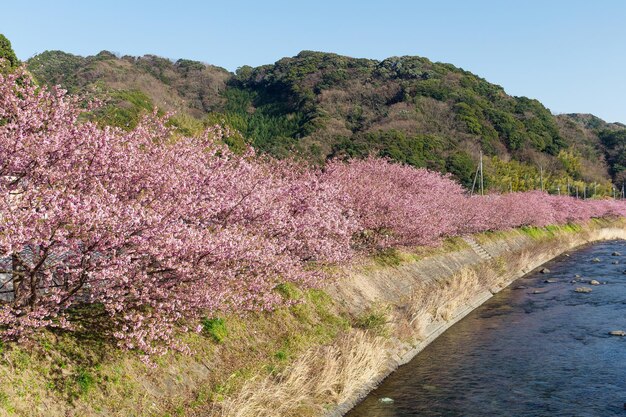 Sakura boom