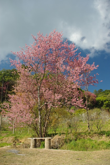 Foto sakura boom