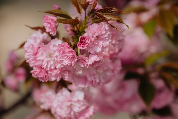 開花中のピンクの桜を背景に桜の枝