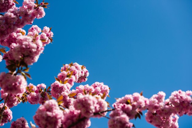 青い晴れた空の背景に桜の枝自然の美しさ楽しい春の日女性の日グリーティングカードコピースペース3月の幸せな母の日夏のリラクゼーション自然化粧品スパ