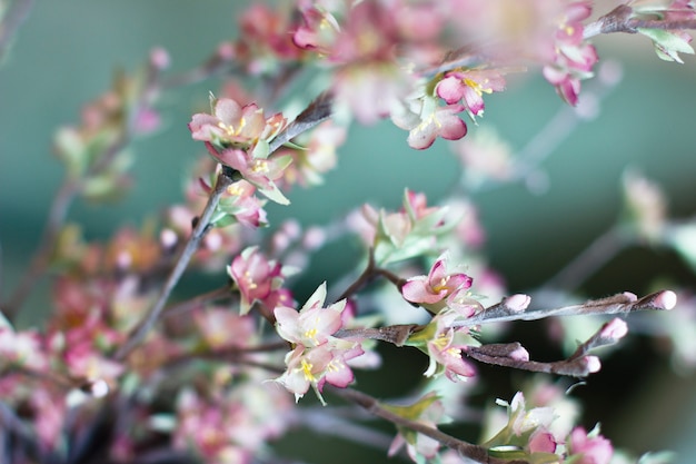 사쿠라 지점. 청록색 바탕에 실크로 만든 벚꽃 핑크 인공 꽃