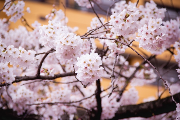 Photo sakura branch and tree